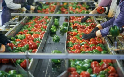 Why Protective Coatings Matter in Food Processing and Distribution